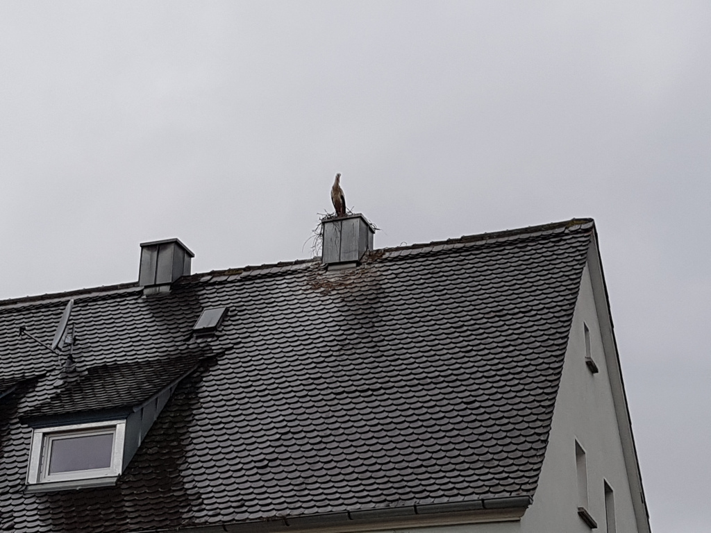 Storch nach Absturz Nest