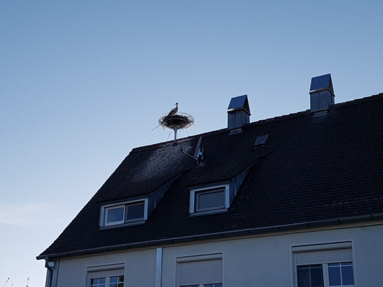 Storchennest beim Spielplatz