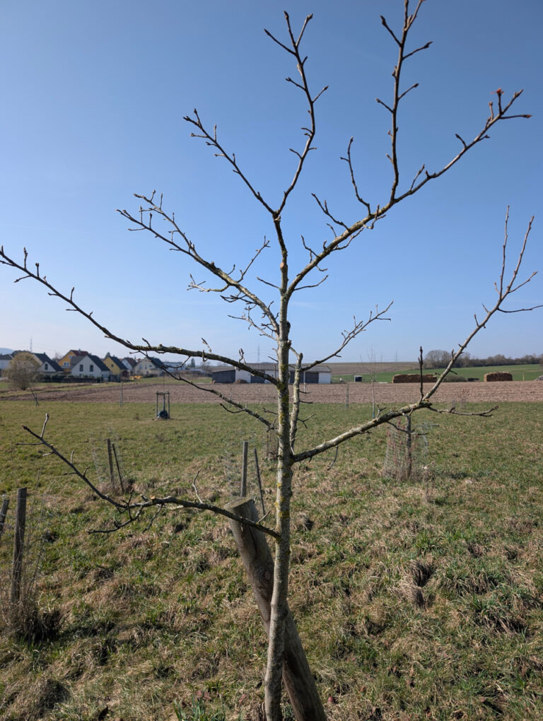 Mehr über den Artikel erfahren Für eine reiche Ernte: Gartenbauverein zeigt den richtigen Obstbaumschnitt