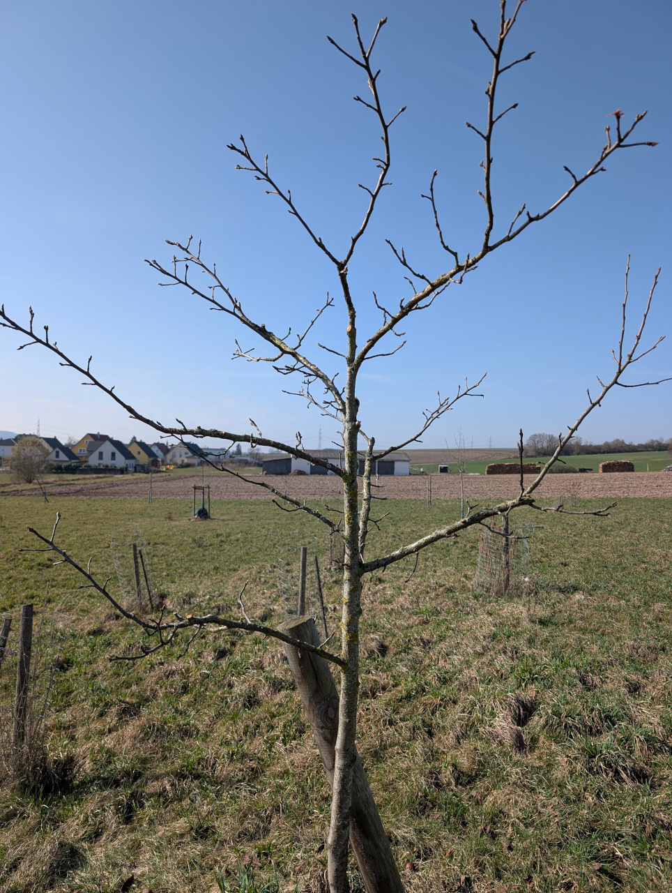 Mehr über den Artikel erfahren Für eine reiche Ernte: Gartenbauverein zeigt den richtigen Obstbaumschnitt